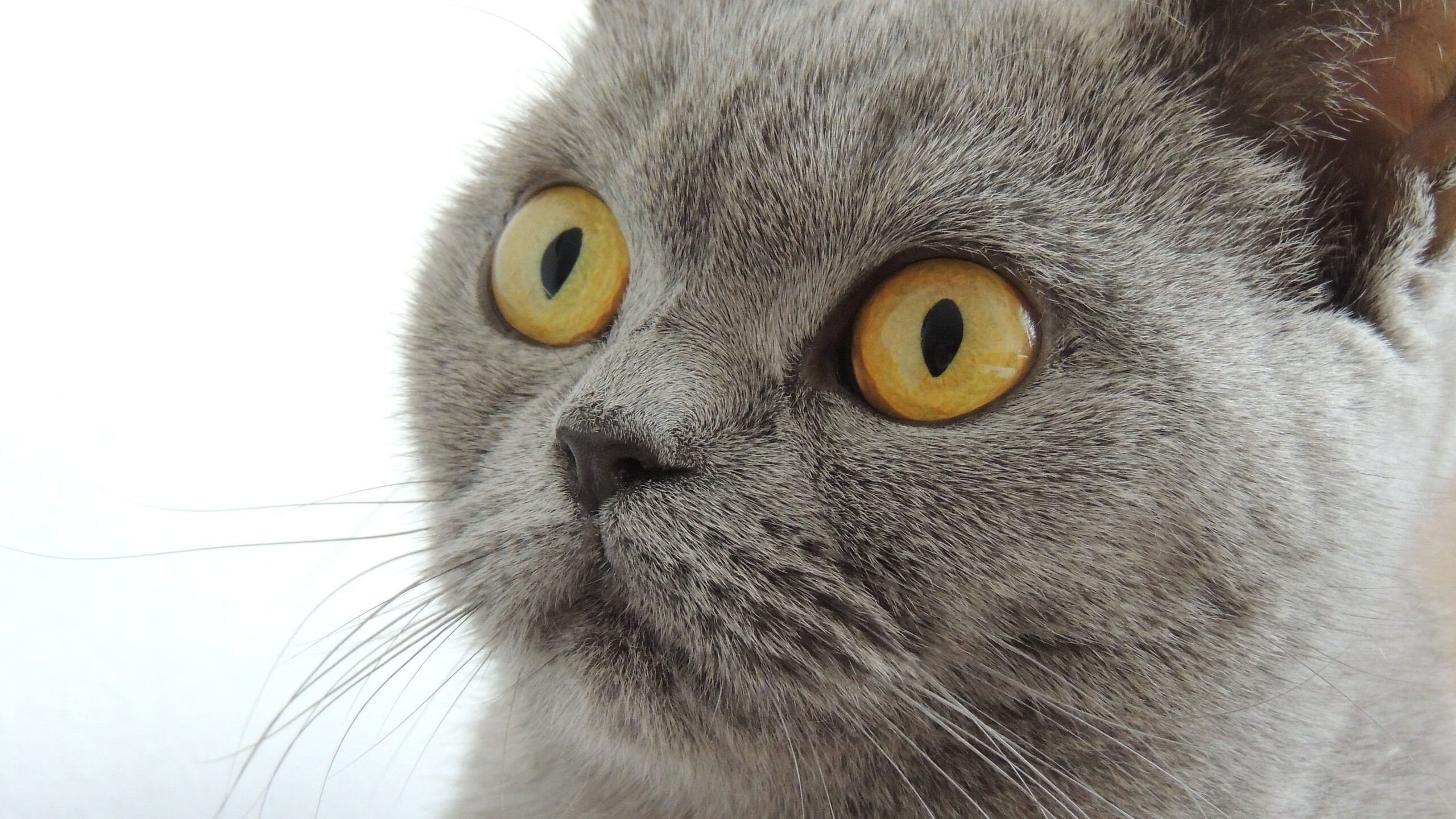 欧冠半决赛之夜，劳塔罗关键进球定乾坤